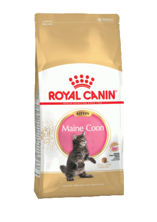 Royal Canin Maine Coon Kitten сухой корм для котят породы мейн-кун до 15 месяцев